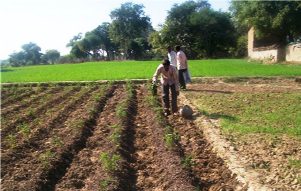 Vegetable Cultivation Changes Attitude