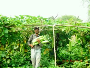 Vegetable Farming on Scaffolding Hikes Profit