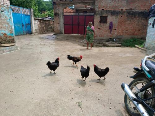 Livelihood Livestock