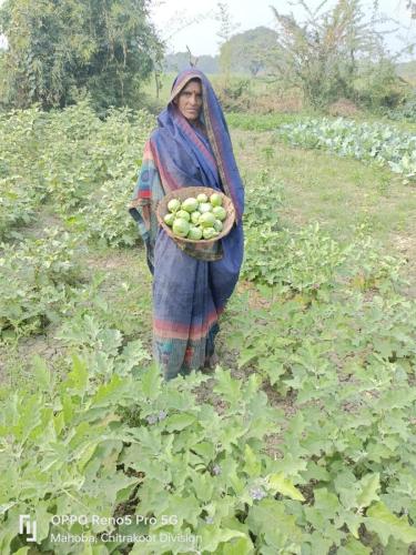 Livelihood Vegetable Farming